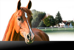 HorseCourses